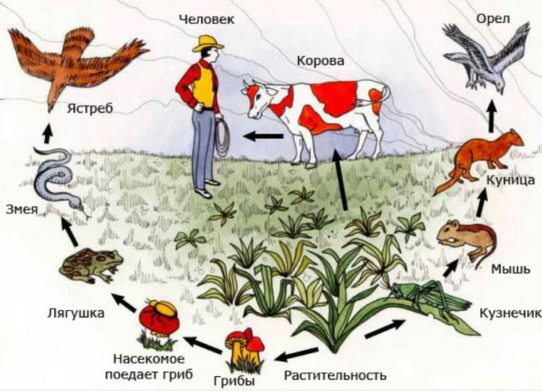 открытый урок по теме "Пищевая цепочка".